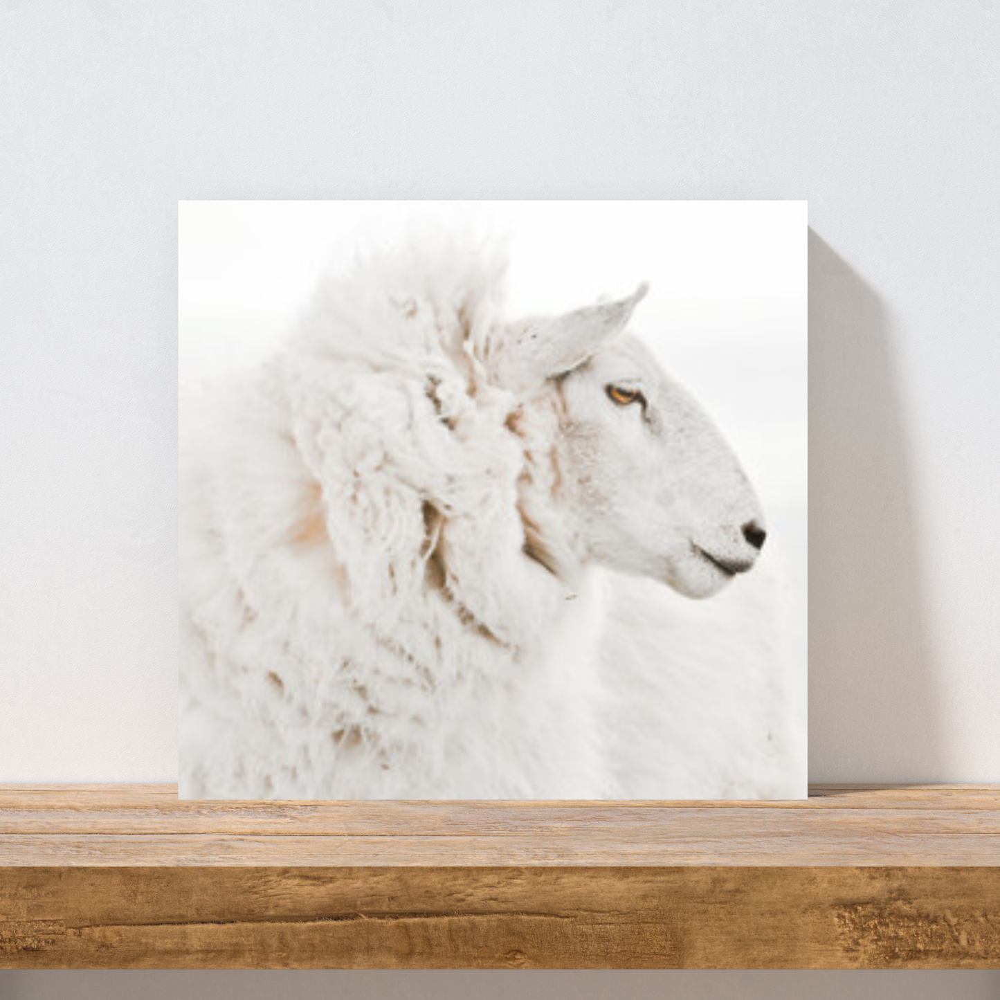 Leinwand-weißes Schaf