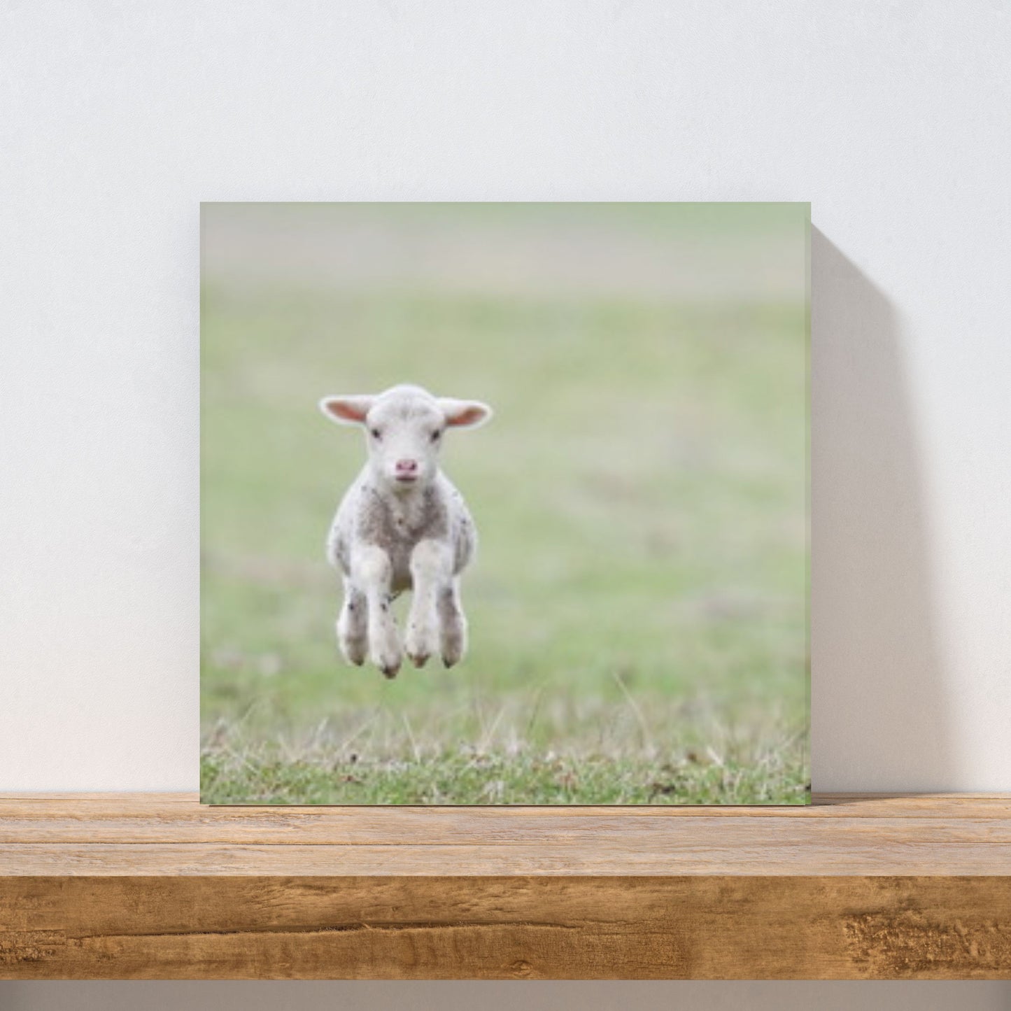 Leinwand-Lämmchen hüpft