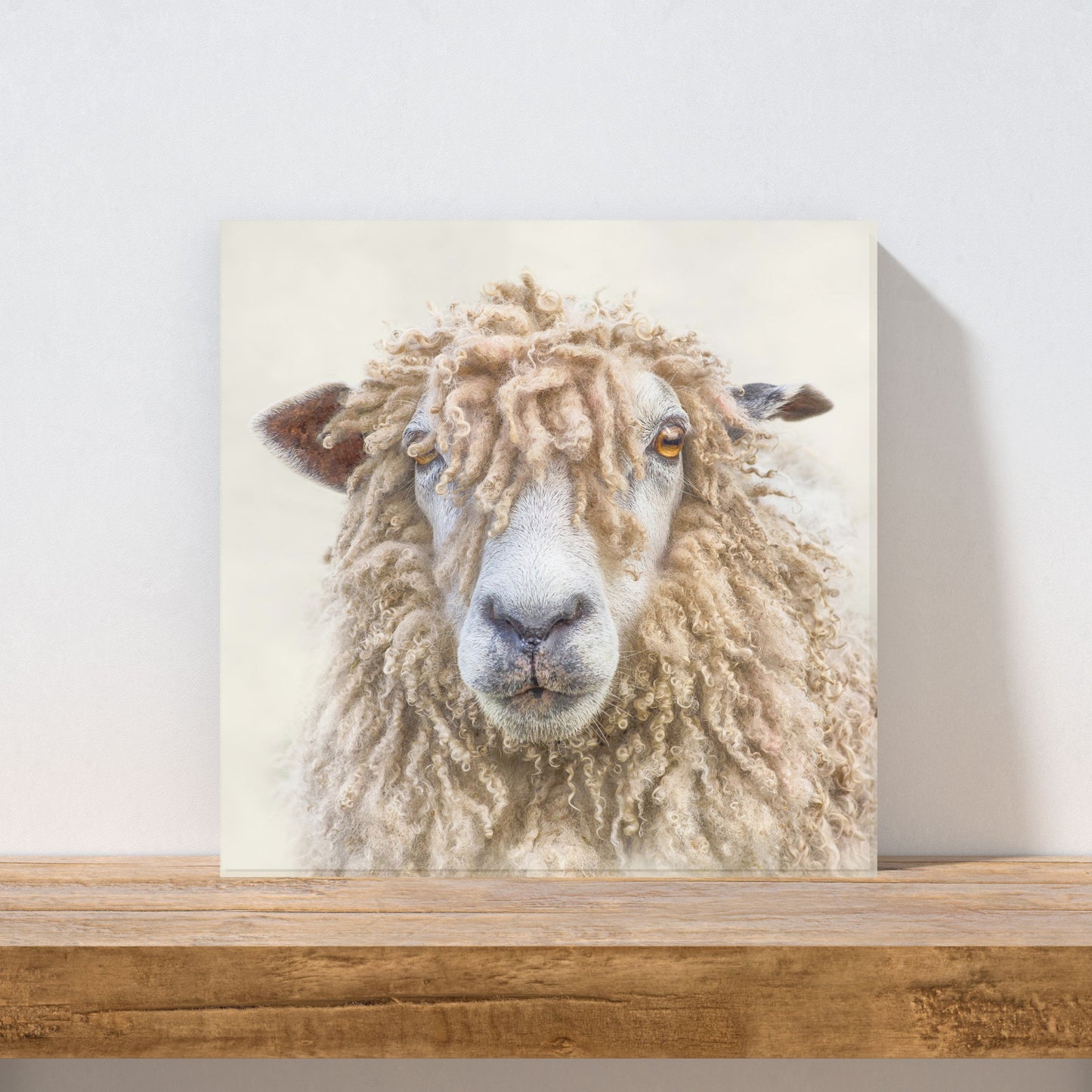 Leinwand mit Zottelschaf